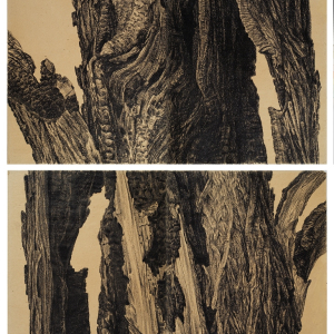 М.Н. Аввакумов. «Дерево». Диптих. Рисунок, бумага, литографский карандаш. 1976. 150х90. Собственность автора